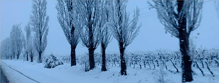 Imagen de un viñedo nevado y álamos nevados al costado del viñedo.