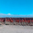 Imagen de viñedos de Mendoza Argentina